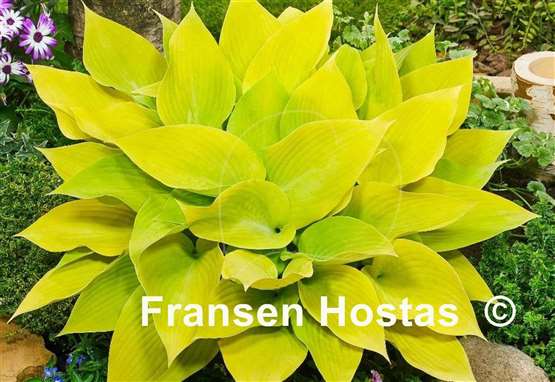 Hosta Sunny Halcyon